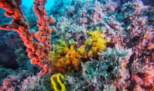 Anche Molfetta ha la sua "barriera corallina": Colorata oasi in fondo al mare